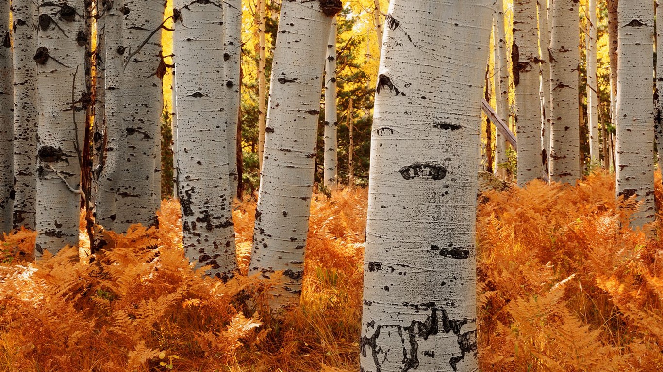 厚の秋の風景の壁紙 #7 - 1366x768
