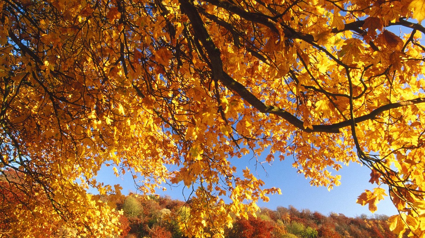 Fond d'écran épais décor de l'automne #8 - 1366x768