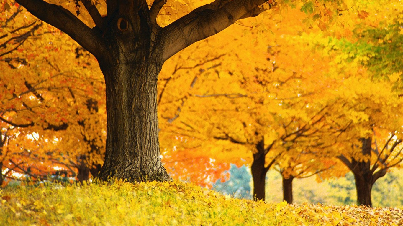 Dickes Herbstlandschaft Tapete #10 - 1366x768