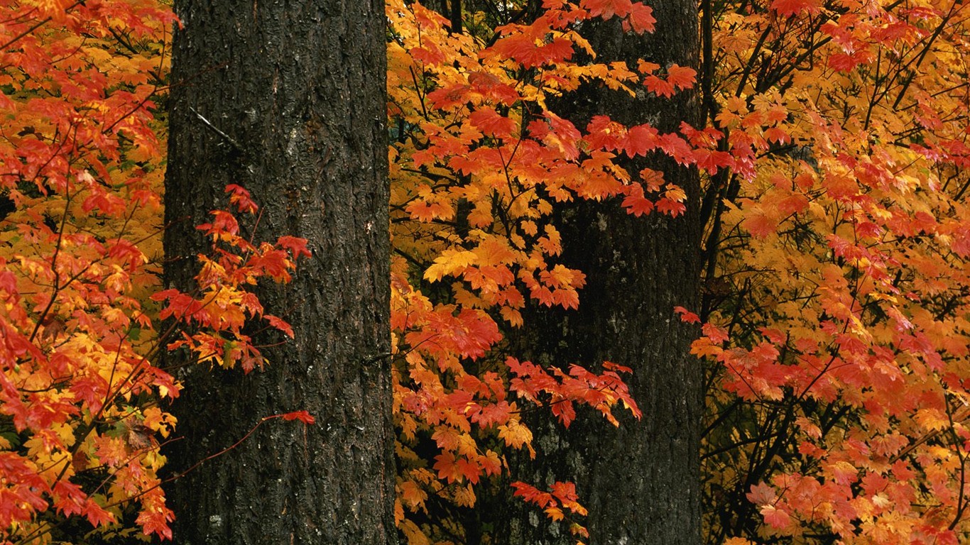 Fond d'écran épais décor de l'automne #15 - 1366x768