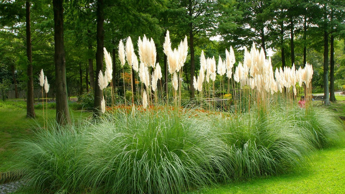 Parc beau fond d'écran #18 - 1366x768