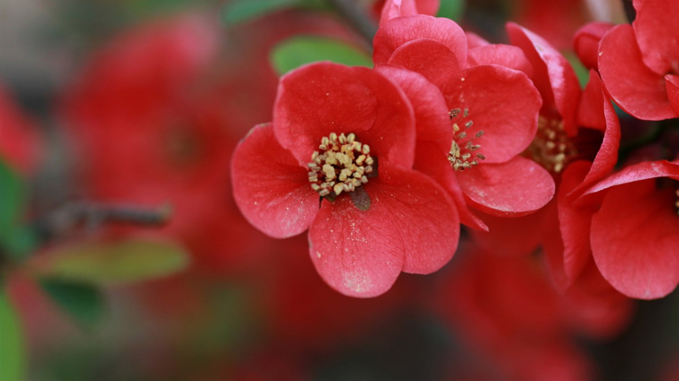 Spring flowers (Minghu Metasequoia works) #1 - 1366x768