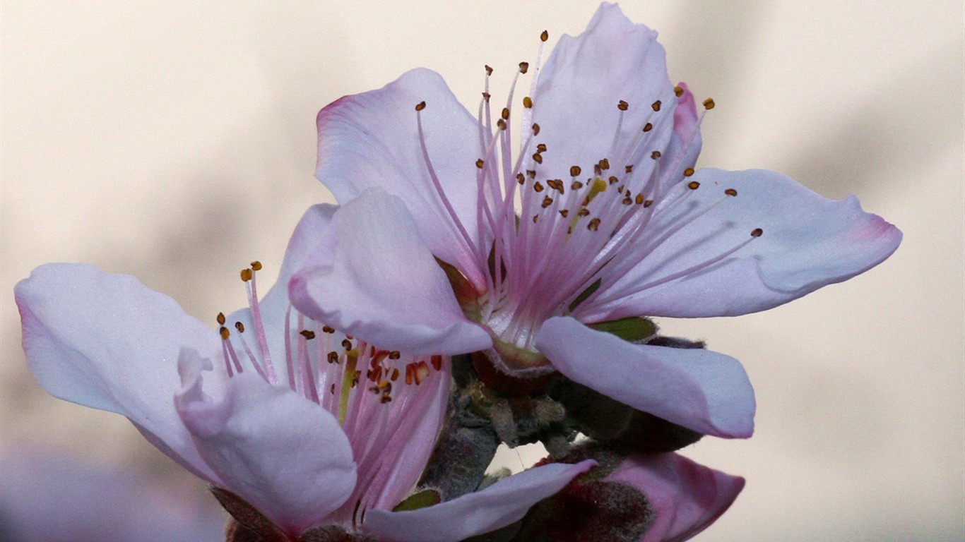 봄 꽃 (Minghu Metasequoia 작동) #2 - 1366x768