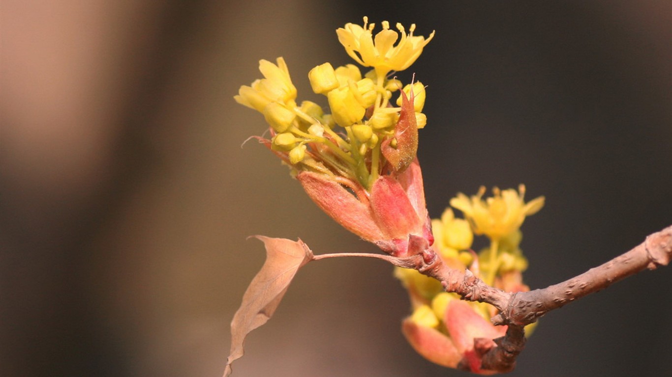 Spring flowers (Minghu Metasequoia works) #3 - 1366x768