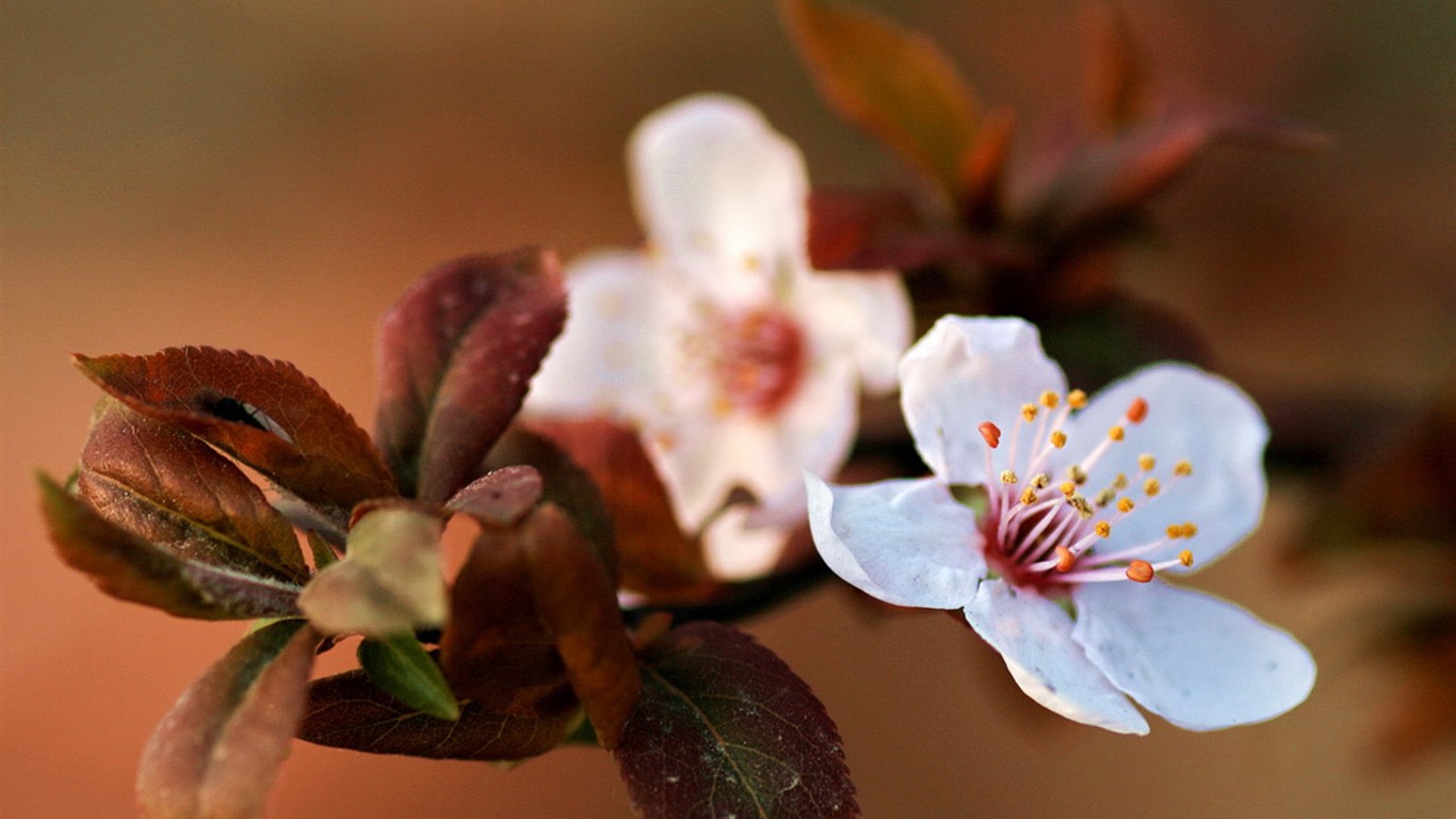 Flores de primavera (Minghu obras Metasequoia) #4 - 1366x768