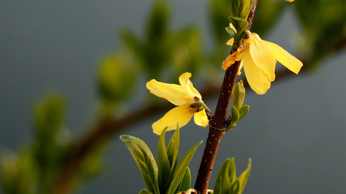 봄 꽃 (Minghu Metasequoia 작동) #6 - 1366x768