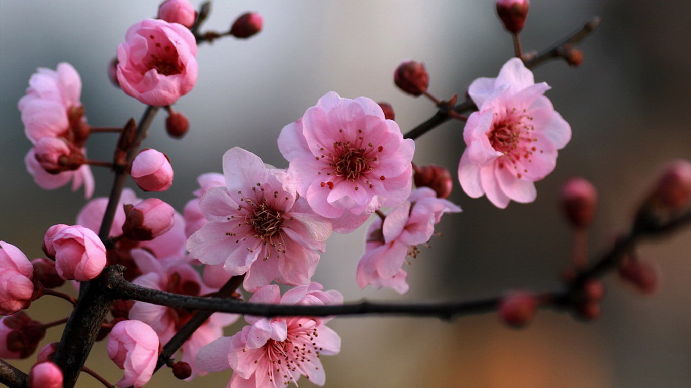 봄 꽃 (Minghu Metasequoia 작동) #8 - 1366x768