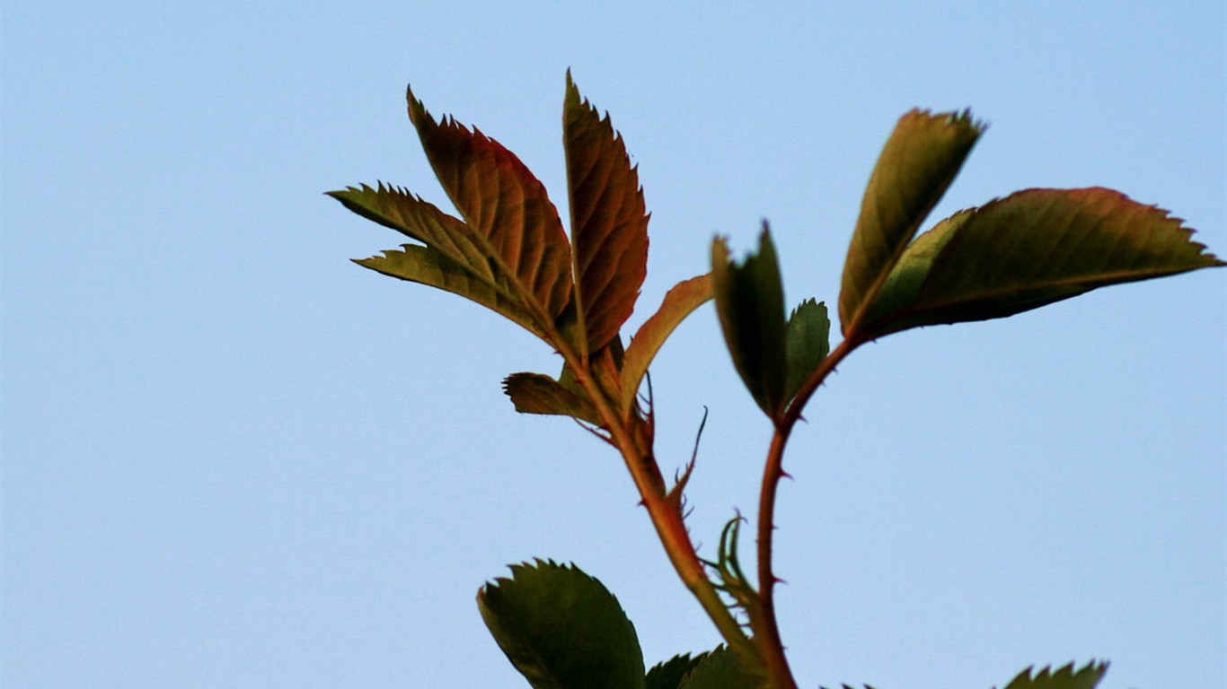 Spring flowers (Minghu Metasequoia works) #9 - 1366x768