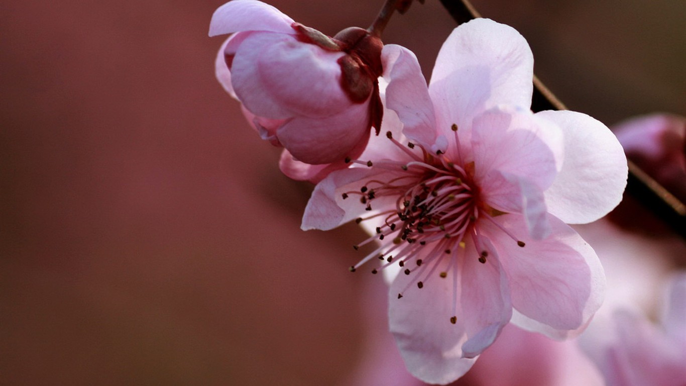 봄 꽃 (Minghu Metasequoia 작동) #11 - 1366x768