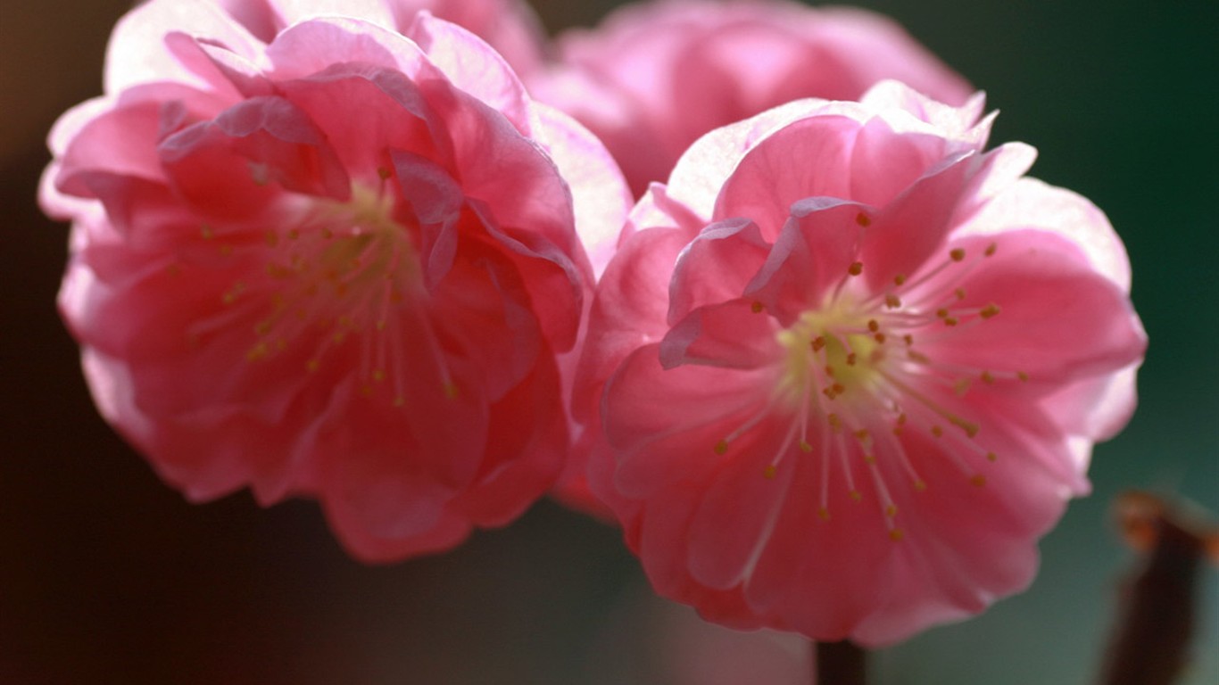 Spring flowers (Minghu Metasequoia works) #14 - 1366x768