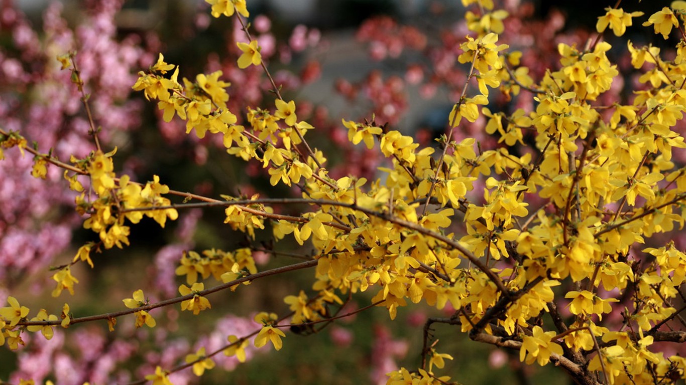 Spring flowers (Minghu Metasequoia works) #15 - 1366x768