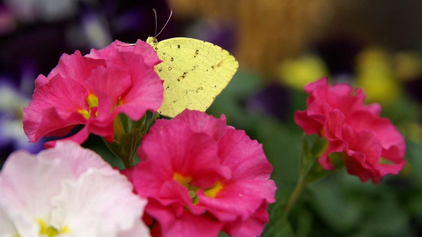 Fond d'écran HD de fleurs colorées #1 - 1366x768