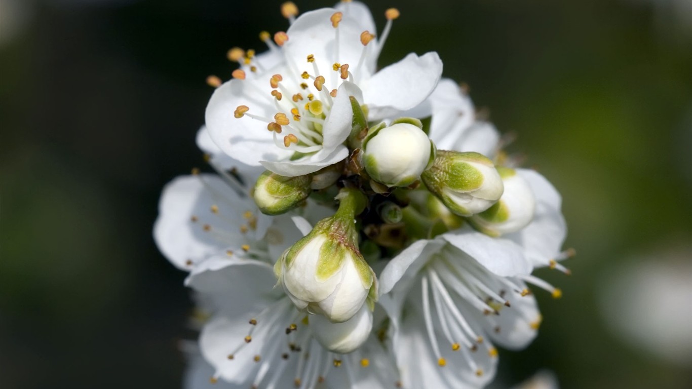 Fond d'écran HD de fleurs colorées #2 - 1366x768