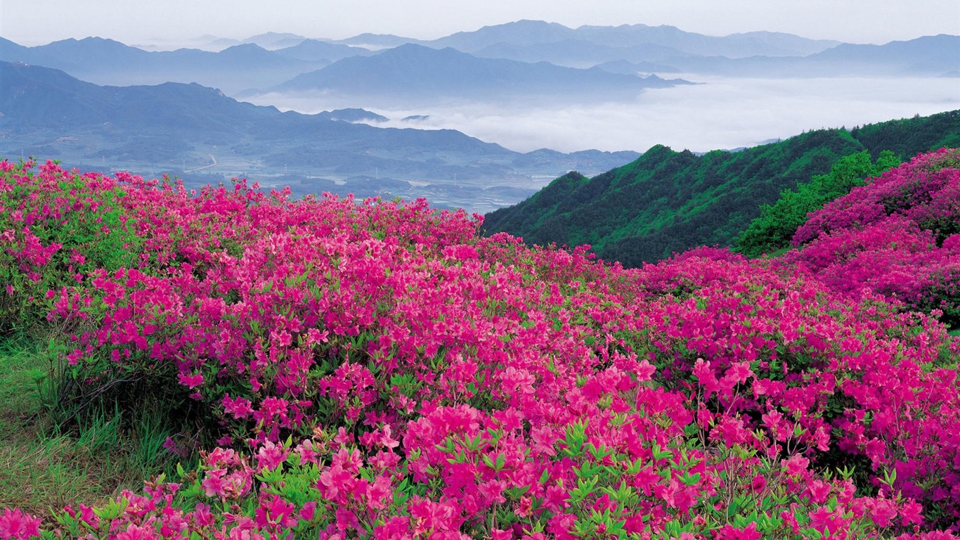 Fond d'écran HD de fleurs colorées #3 - 1366x768