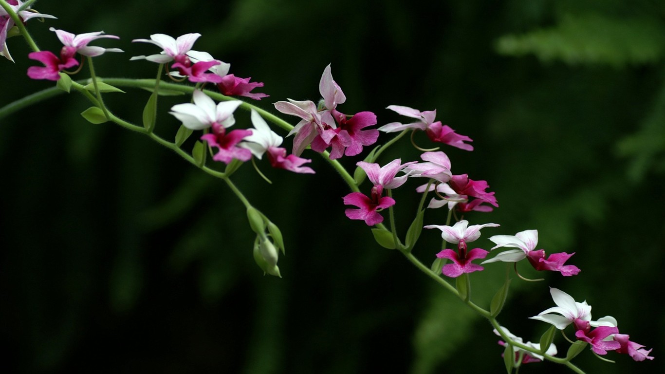 鮮豔奪目花朵高清壁紙 #4 - 1366x768