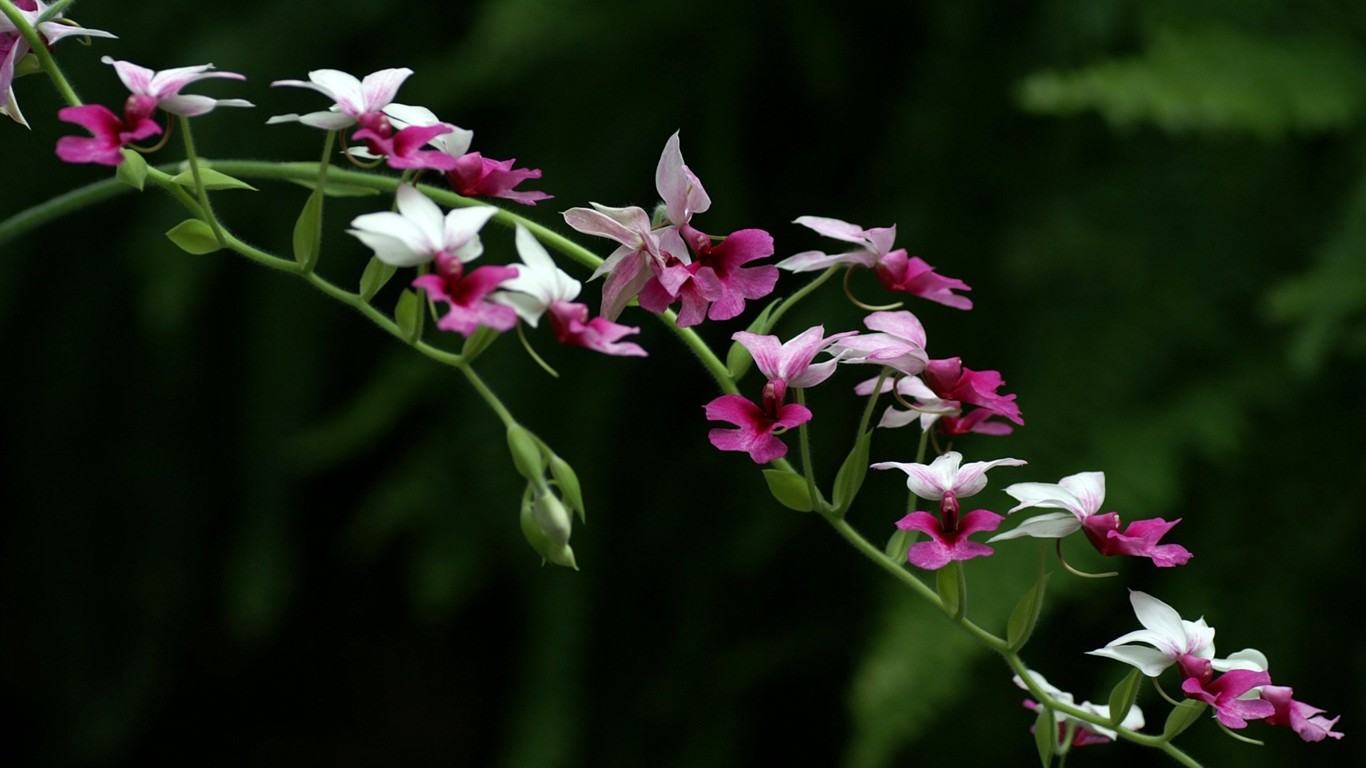 Fond d'écran HD de fleurs colorées #4 - 1366x768