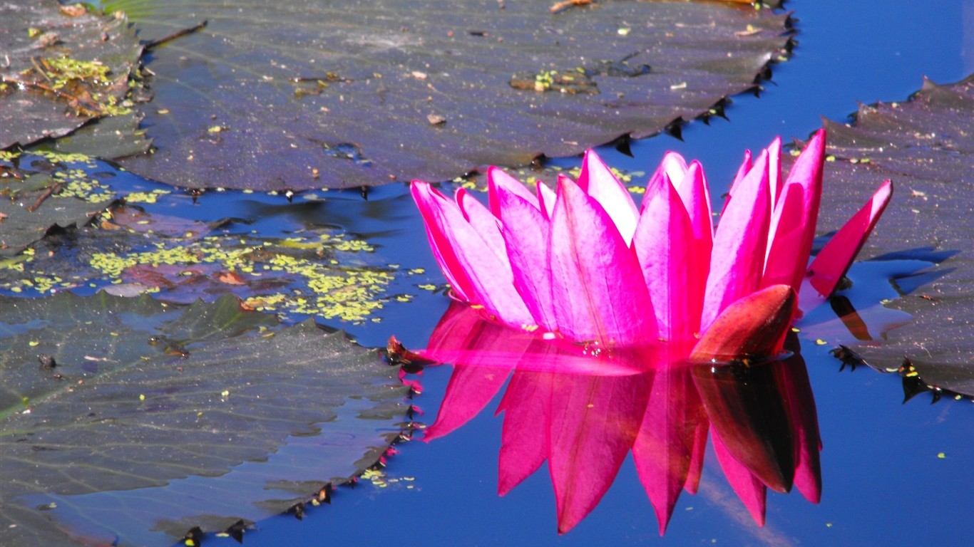 鮮豔奪目花朵高清壁紙 #5 - 1366x768