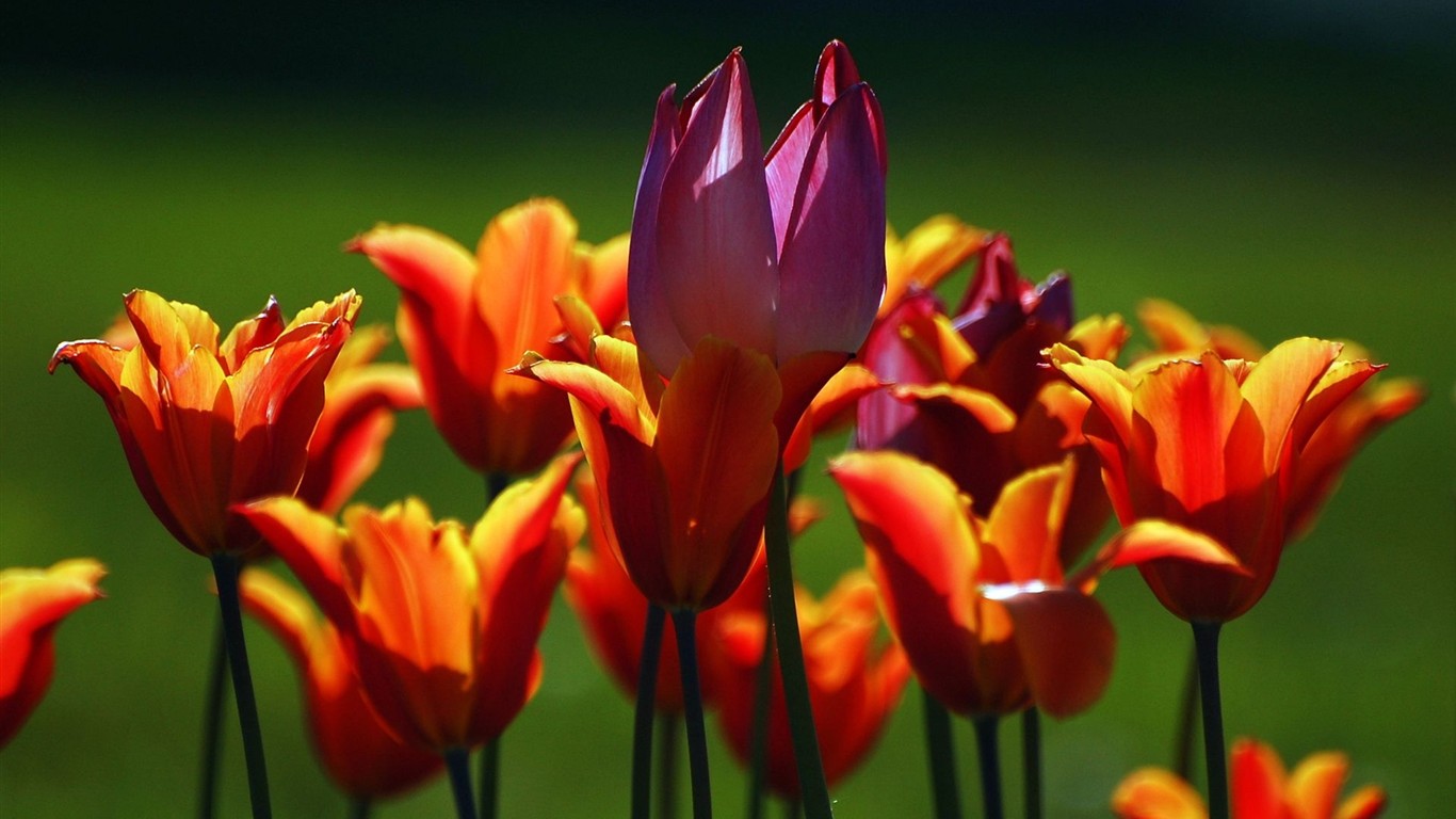 HD wallpaper with colorful flowers #6 - 1366x768
