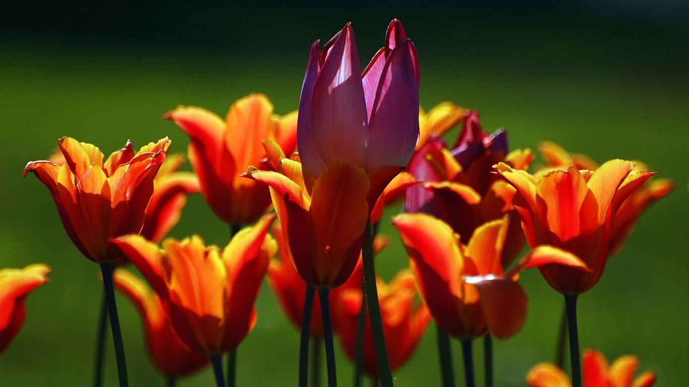 鮮豔奪目花朵高清壁紙 #6 - 1366x768