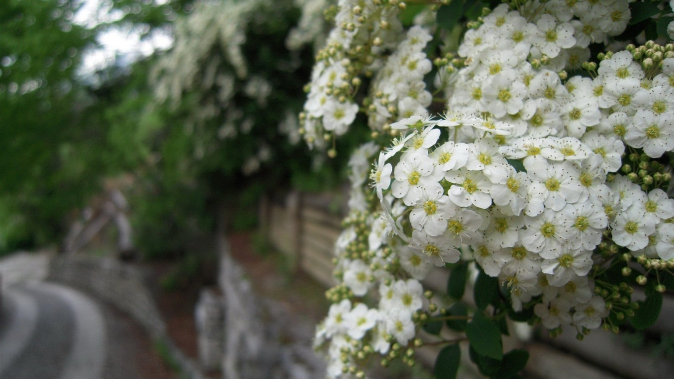 Fond d'écran HD de fleurs colorées #7 - 1366x768