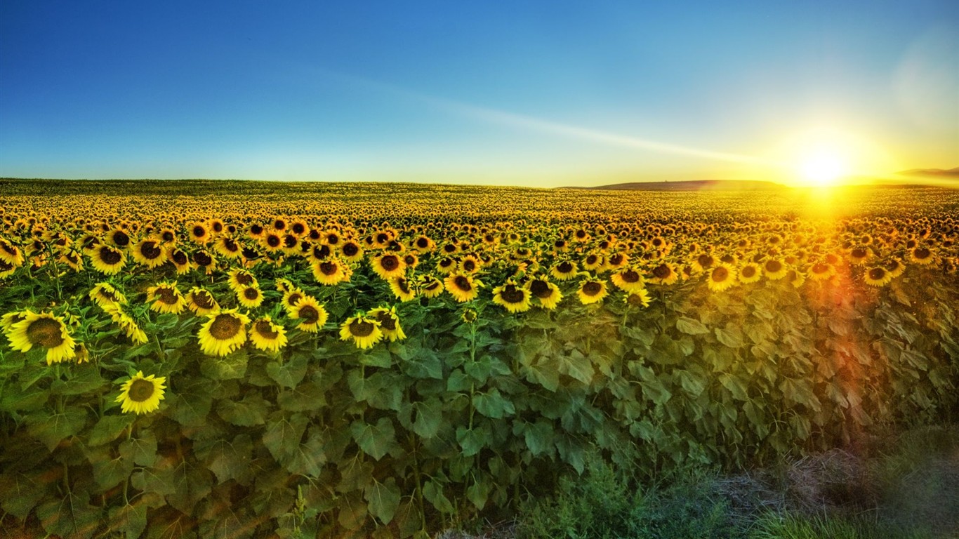 Fond d'écran HD de fleurs colorées #8 - 1366x768