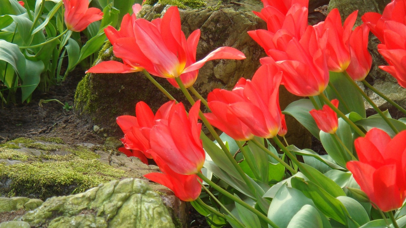 Fond d'écran HD de fleurs colorées #10 - 1366x768