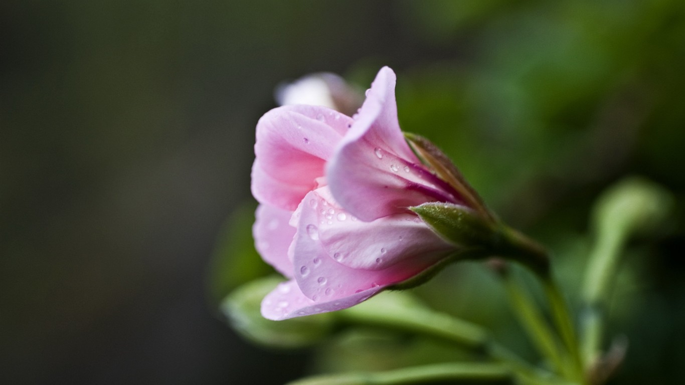 Fond d'écran HD de fleurs colorées #11 - 1366x768