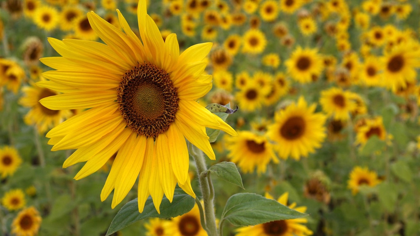 Fond d'écran HD de fleurs colorées #12 - 1366x768