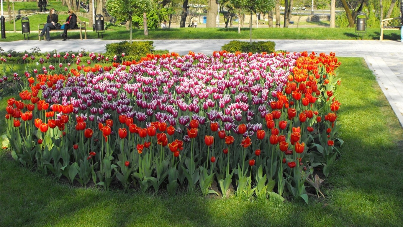 Fond d'écran HD de fleurs colorées #15 - 1366x768