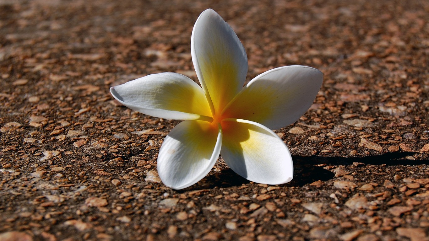 Fond d'écran HD de fleurs colorées #16 - 1366x768