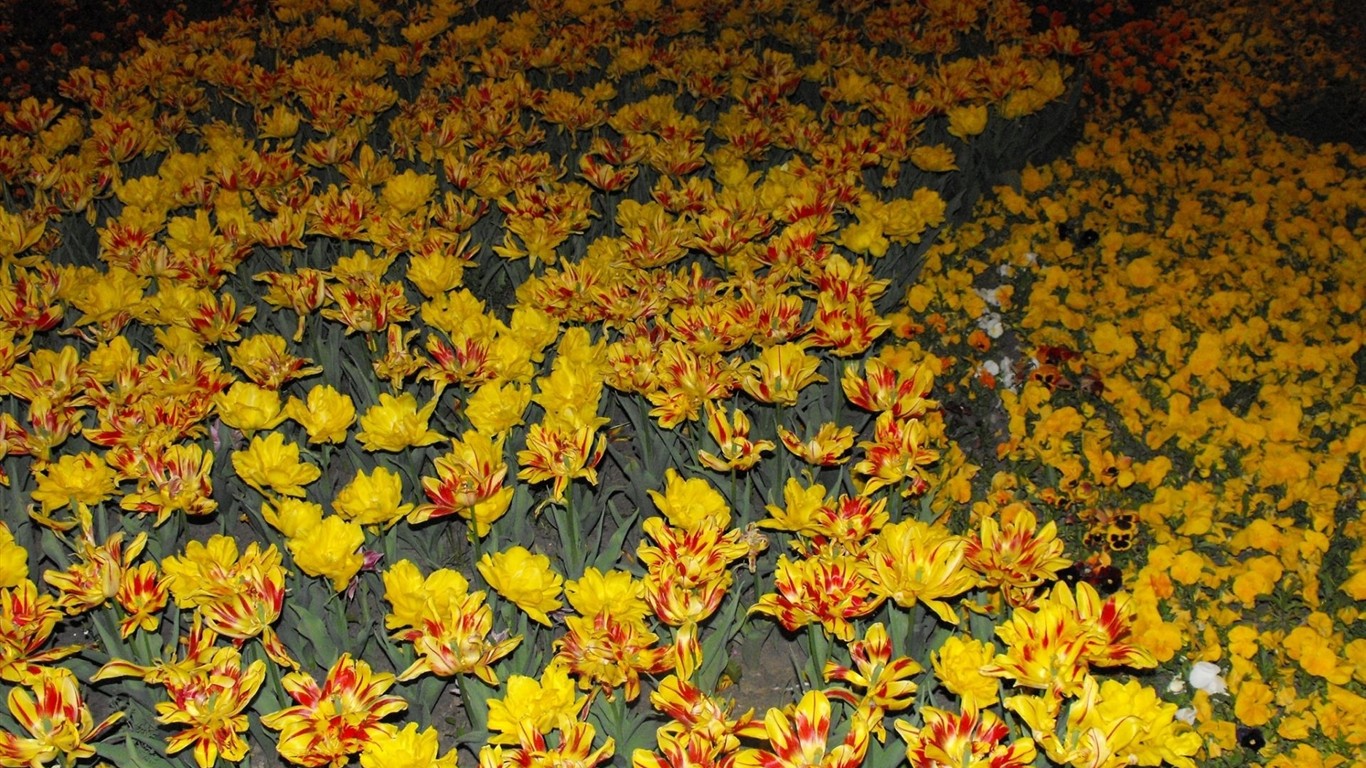 Fond d'écran HD de fleurs colorées #17 - 1366x768
