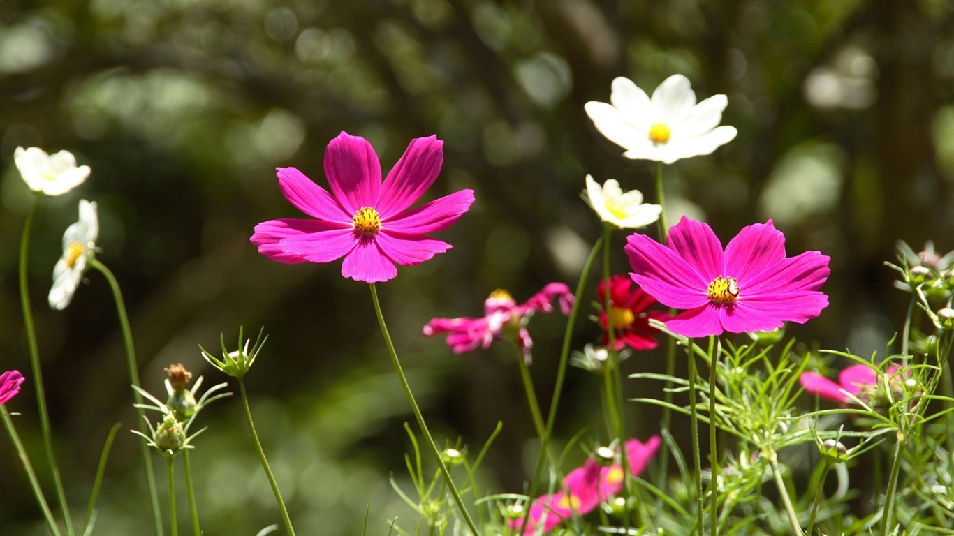 HD wallpaper with colorful flowers #19 - 1366x768