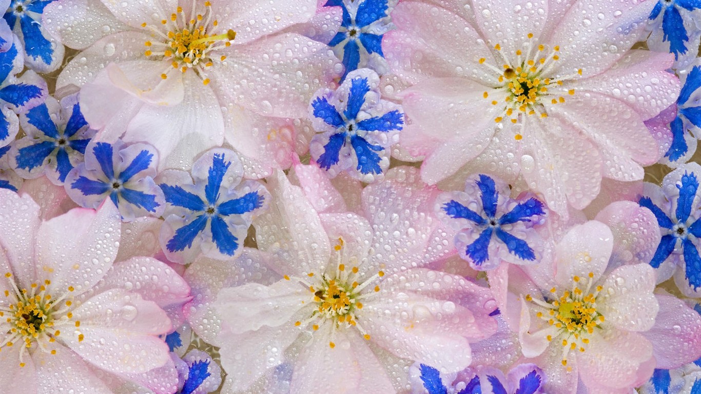 Fond d'écran HD de fleurs colorées #20 - 1366x768