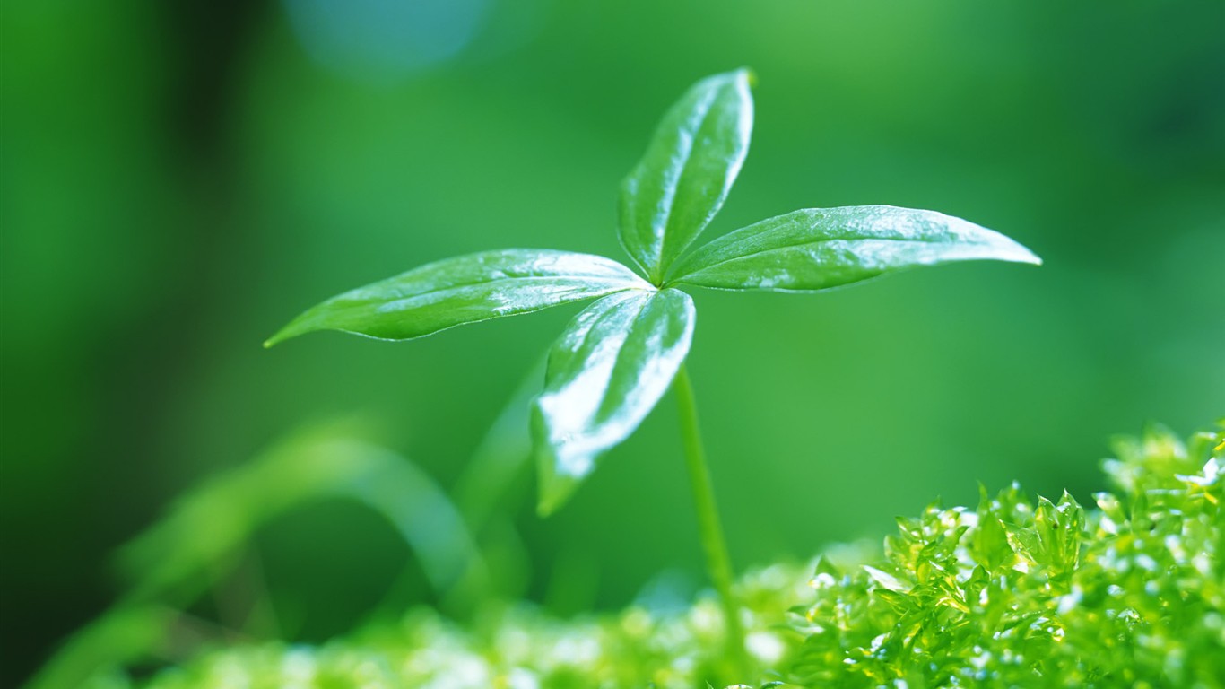 Sprout leaves HD Wallpaper (2) #1 - 1366x768