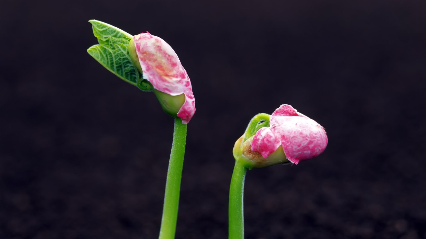 Sprout leaves HD Wallpaper (2) #4 - 1366x768