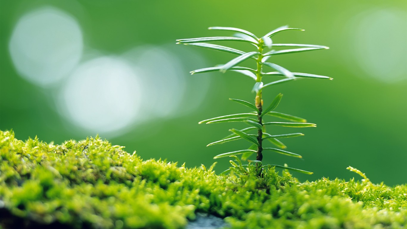 Sadba opouští HD Wallpaper (2) #11 - 1366x768