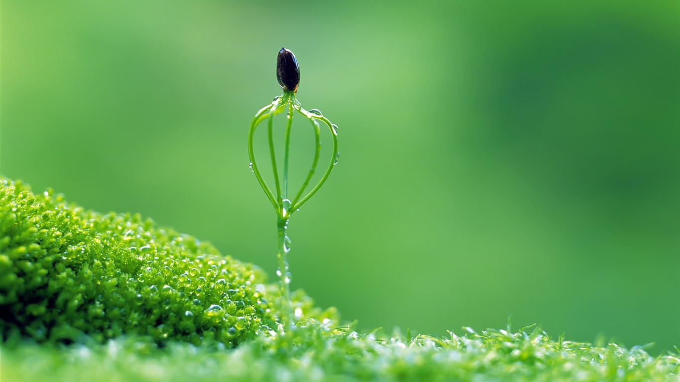 Sprout leaves HD Wallpaper (2) #15 - 1366x768