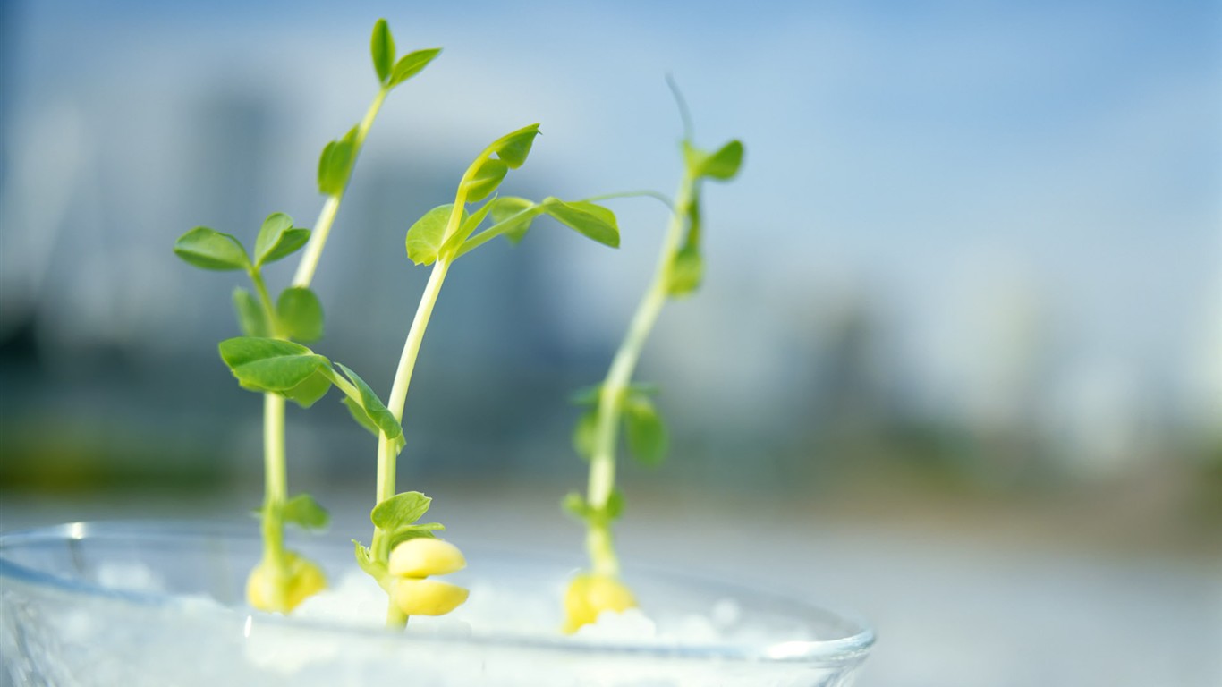 Sprout leaves HD Wallpaper (2) #16 - 1366x768
