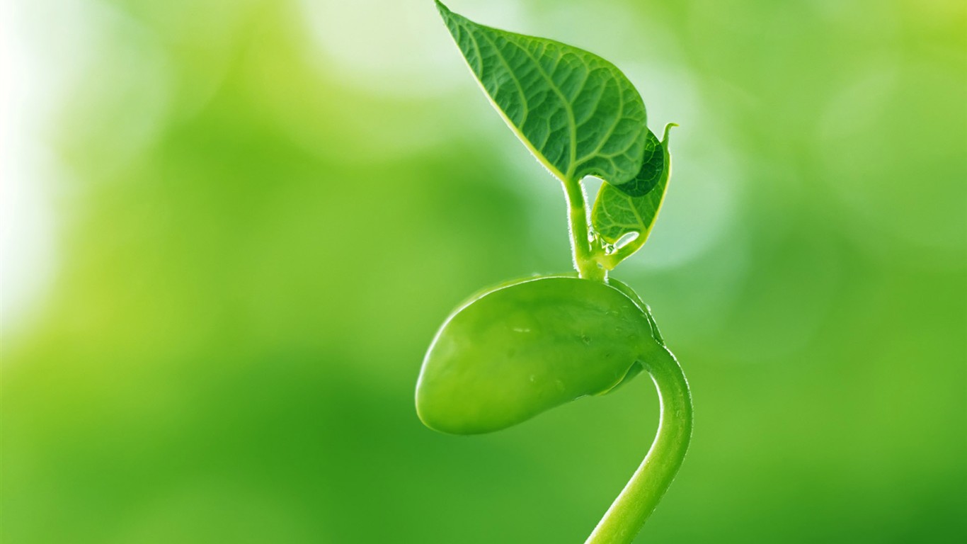 Sprout leaves HD Wallpaper (2) #20 - 1366x768