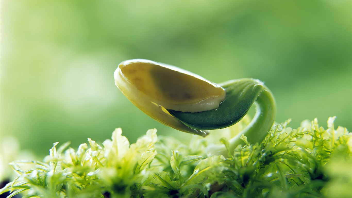 Sadba opouští HD Wallpaper (2) #21 - 1366x768