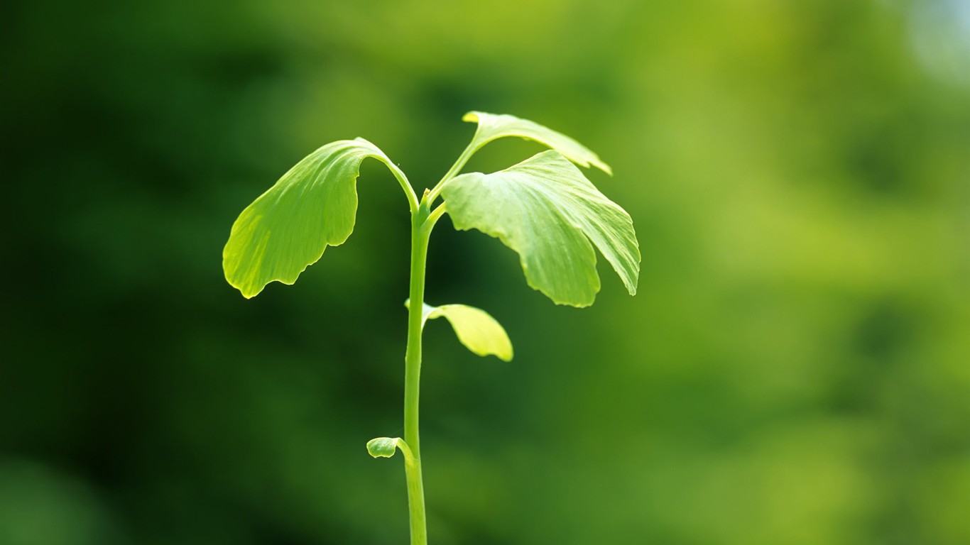 Sprout leaves HD Wallpaper (2) #23 - 1366x768