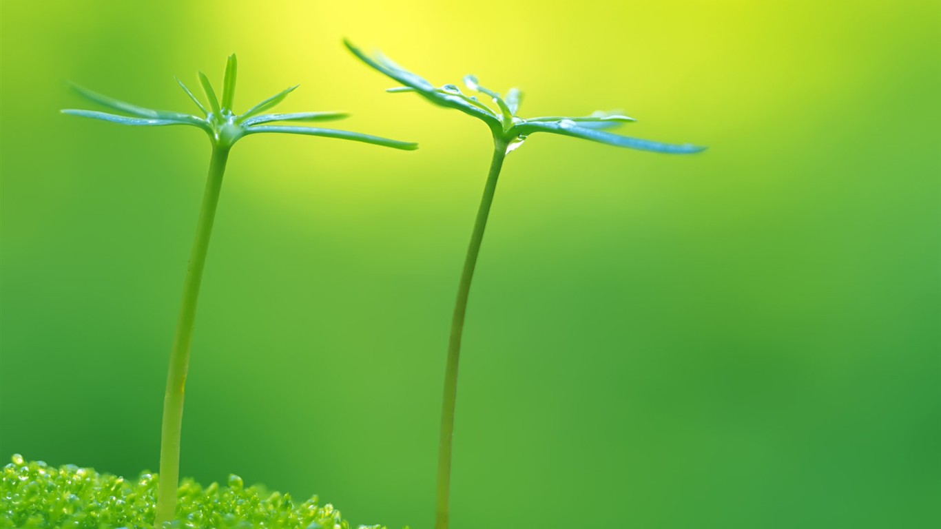 Sprout leaves HD Wallpaper (2) #26 - 1366x768