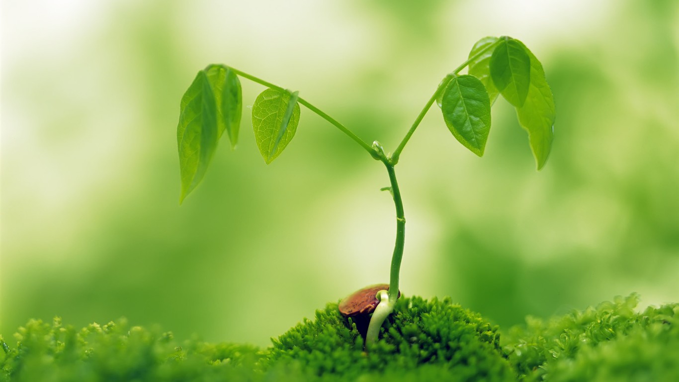Sprout leaves HD Wallpaper (2) #27 - 1366x768
