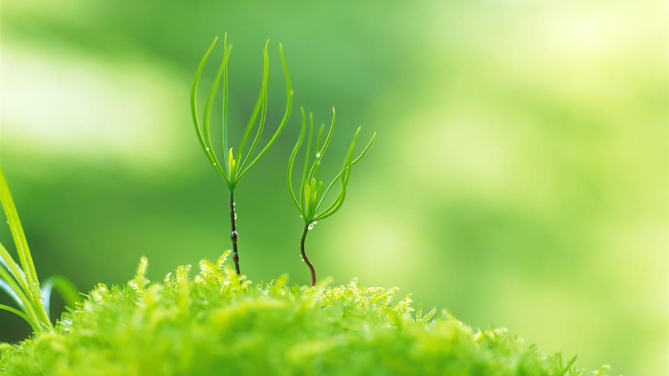 Sprout leaves HD Wallpaper (2) #30 - 1366x768