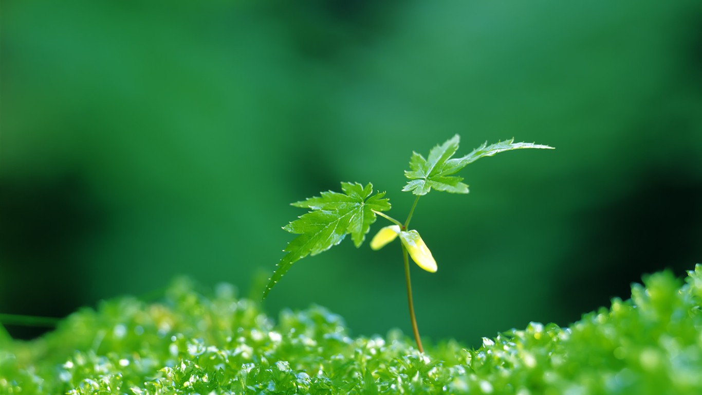 Sprout leaves HD Wallpaper (2) #31 - 1366x768