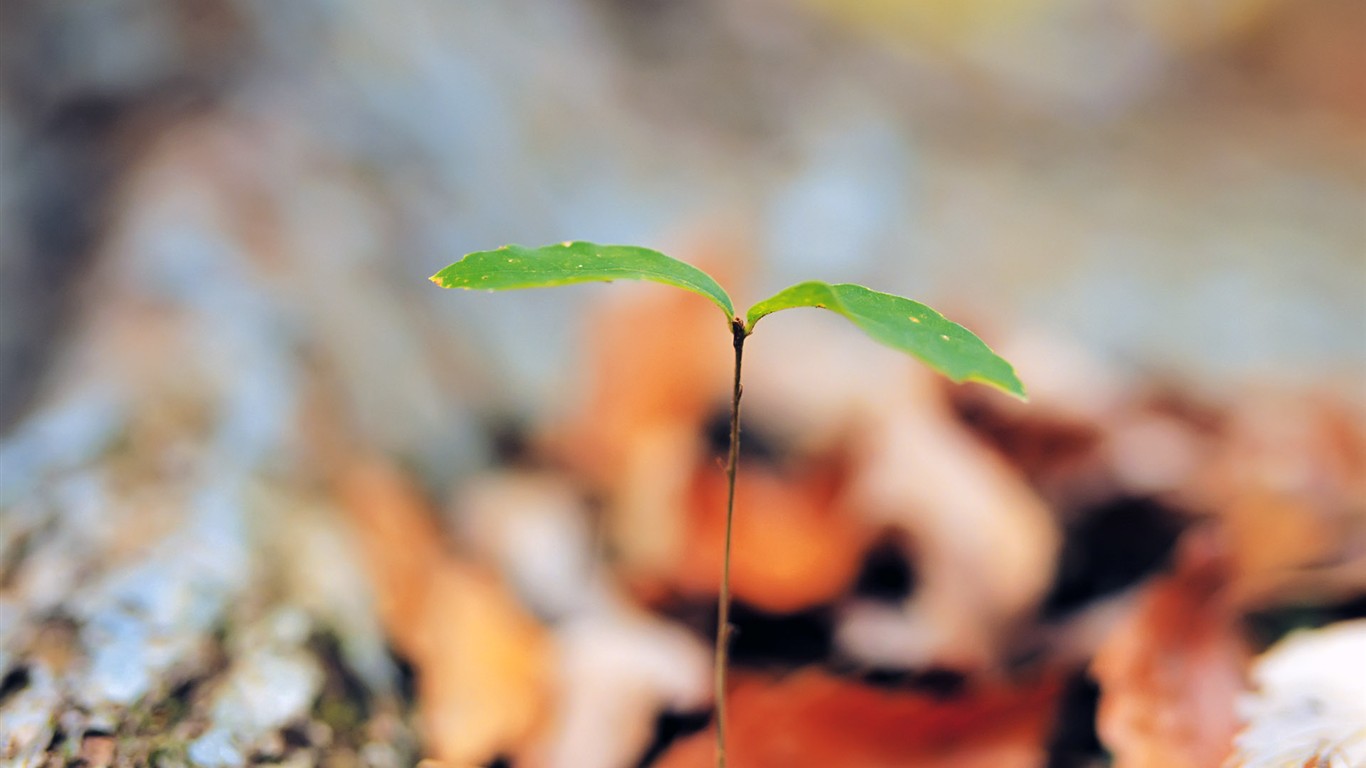 Sprout leaves HD Wallpaper (2) #34 - 1366x768