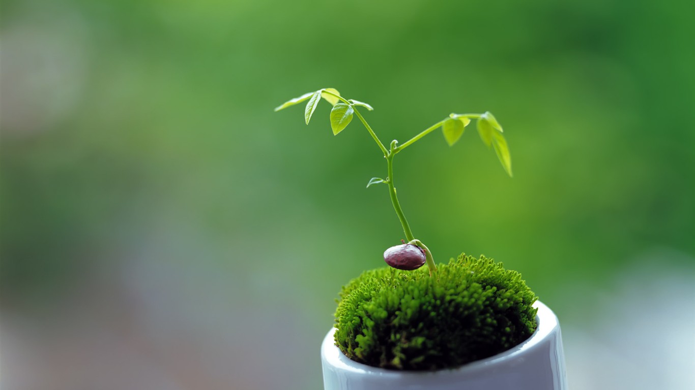 Sprout leaves HD Wallpaper (2) #35 - 1366x768