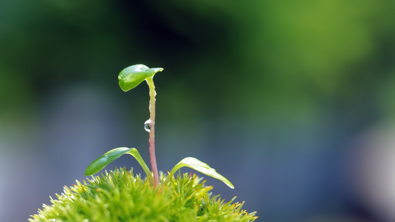 Sprout leaves HD Wallpaper (2) #37 - 1366x768