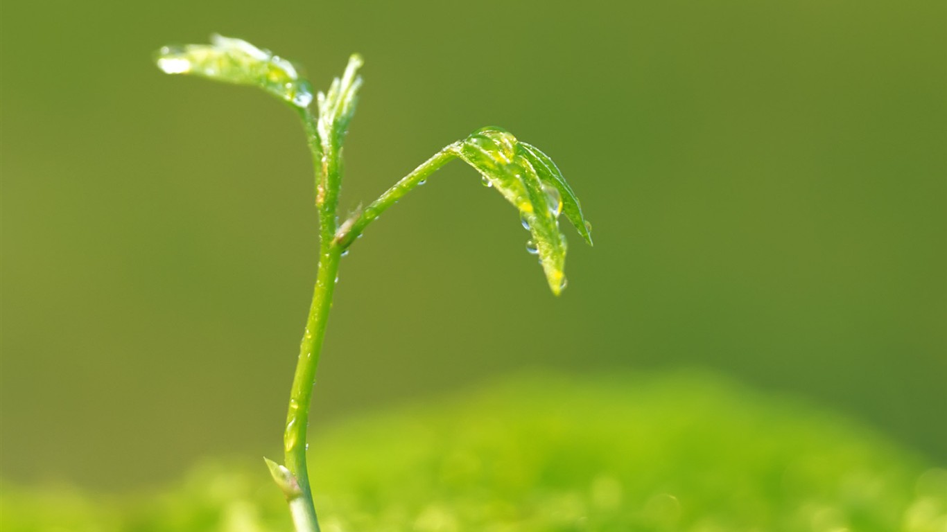 Sprout leaves HD Wallpaper (2) #38 - 1366x768