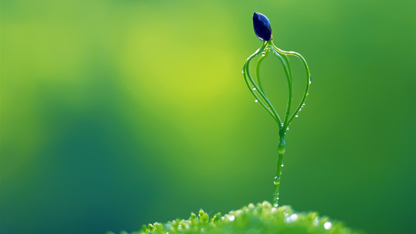 Sprout leaves HD Wallpaper (2) #39 - 1366x768